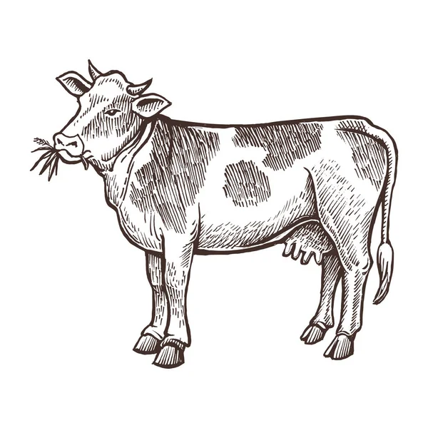 암소 농장 동물 스케치 — 스톡 벡터