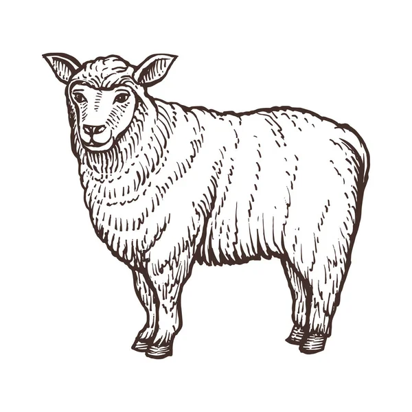 Bosquejo animal de granja de ovejas — Vector de stock