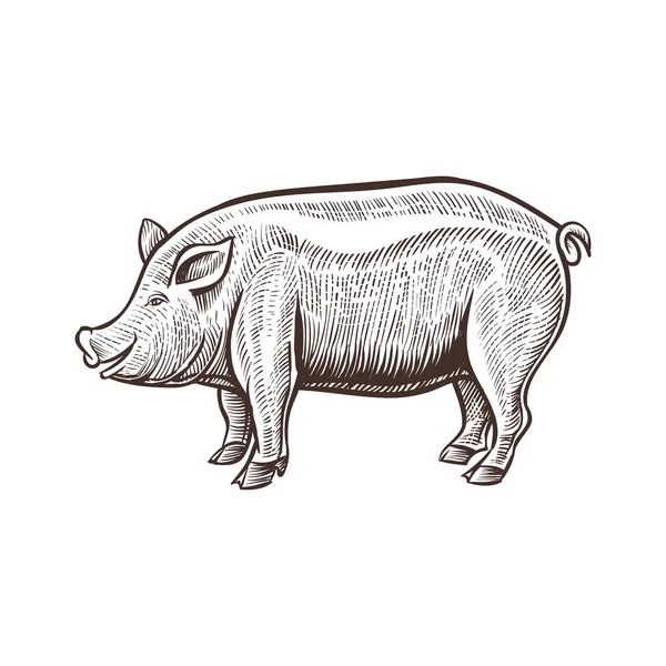 Çiftlik domuz hayvan kroki