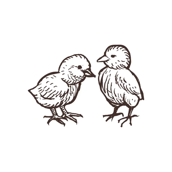 Dos pollos lindos — Vector de stock
