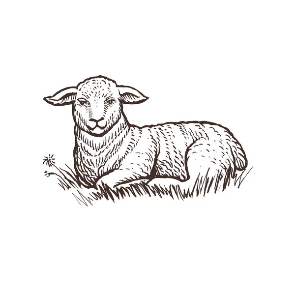 Croquis d'agneau animal de ferme — Image vectorielle