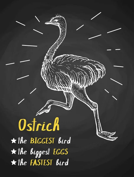Αφίσα στρουθοκάμηλος πουλιών στο στυλ της κιμωλίας — Διανυσματικό Αρχείο
