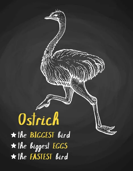 Αφίσα στρουθοκάμηλος πουλιών στο στυλ της κιμωλίας — Διανυσματικό Αρχείο