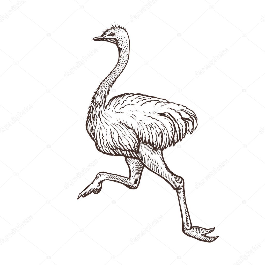 Ostrich bird, farm animal sketch