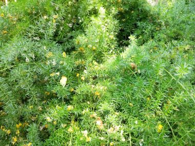 etli bitki yakın çekim