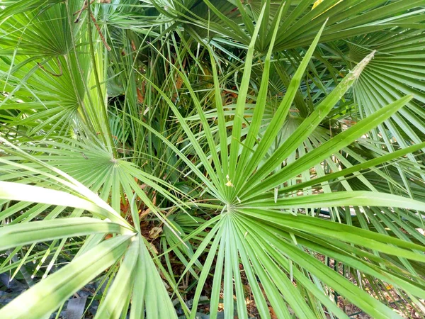 Serenoa palmier closeup — Fotografie, imagine de stoc