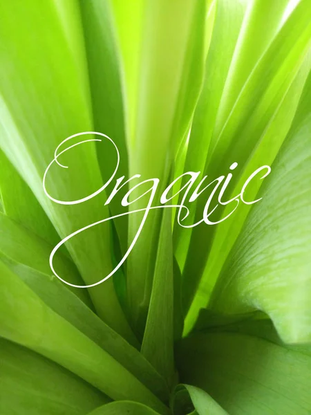 Organický Štít Nad Zelené Listy Pozadí — Stock fotografie