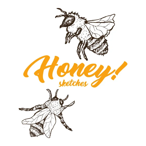 白い背景で隔離のミツバチ — ストックベクタ