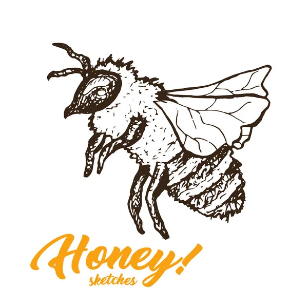 Honey Bee Izolovaných Bílém Pozadí — Stockový vektor