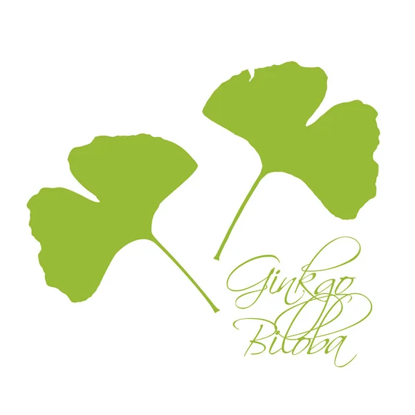 Ginkgo Biloba Lascia Silhouette Verde Sfondo Bianco Con Lettering — Vettoriale Stock