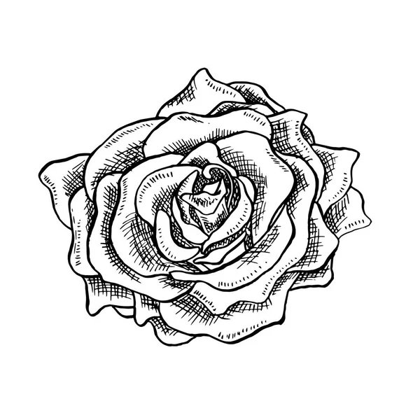 Rose Flower Bud Sketch Tyyliin — vektorikuva