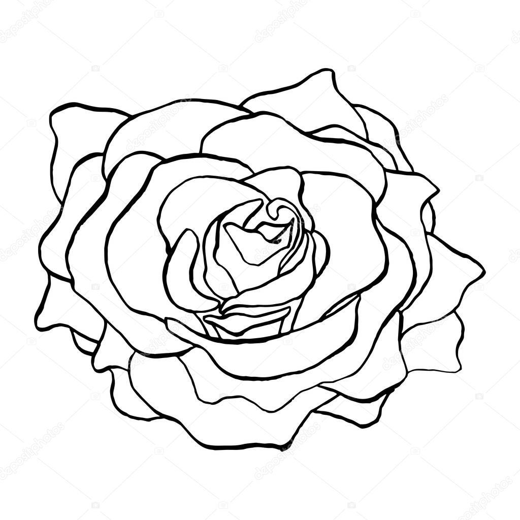 Rose Flower Bud in Outlines isolated on white background