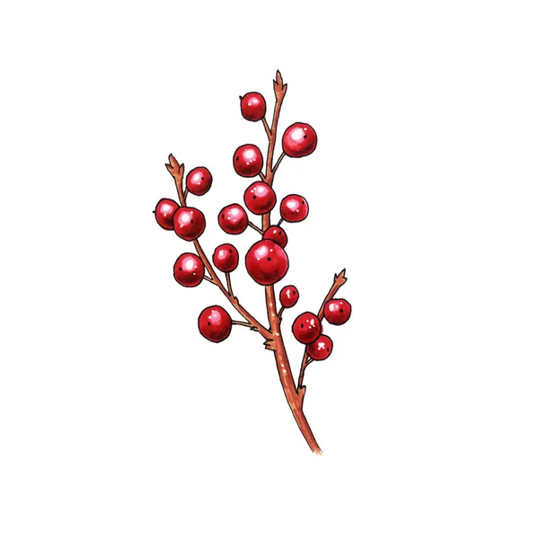 Christmas berry holly or ilex. Red xmas branch with red berries. Winter aquifolium leaves decor. Christmas berry traditional symbol