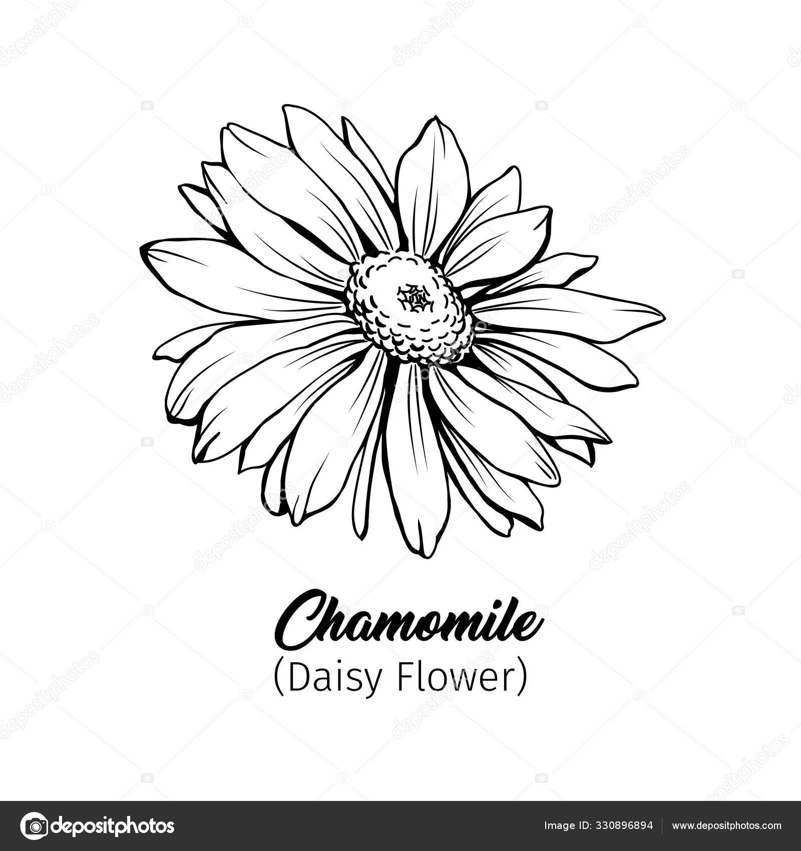 Image vectorielle Illustration Vectorielle Fleur Marguerite Main Levée  Camomille Allemande Pétales Camomille par ©ilonitta - 330896894, image size:1600x1700