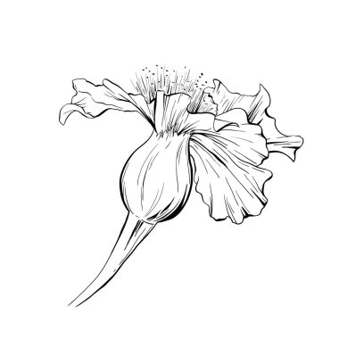 Çiçek el çizilmiş vektör çizimi. Çiçekli mürekkep kalem taslağı. Siyah ve beyaz. Gerçekçi serbest yazım çizimi. İzole edilmiş tek renkli çiçek tasarımı ögesi