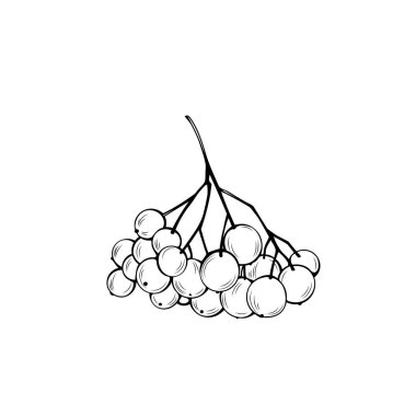 Rowan kitap vektör illüstrasyonunu renklendiriyor