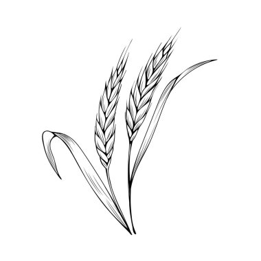 Wheat spikelet coloring book vector illustration clipart