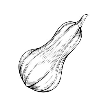 Organik kabak boyama kitabı vektör çizimi