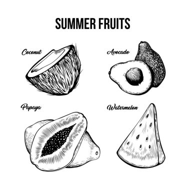 Summer fruits hand drawn vector illustrations set vector