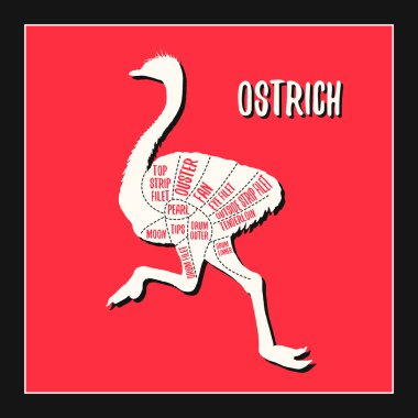 Devekuşu eti kesimi kasapların rehberi için vektör çizelgesi. Çiftlik tasarımı için etiket