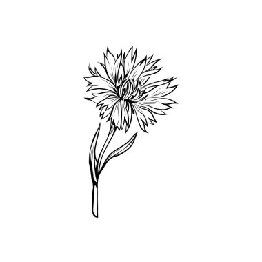 Cornflower siyah mürekkep vektör çizimi. Yaz çayırı çiçeği, üzerine isim kazınmış bal bitkisi. Knapweed 'in genel taslağı. Centaurea nigra botanik siyah beyaz çizim.