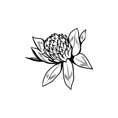 Yonca çiçekleri siyah beyaz çizim yapar. Başlığı Trefolil olan çiçek açan bal bitkisi. İrlanda yoncası, üç yapraklı çiçek şans sembolü. Botanik taslağı. Kartpostal tasarımı ögesi