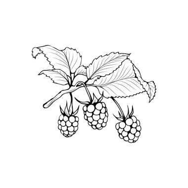 Ahududu dalı siyah-beyaz vektör çizimi. Aromatik böğürtlen üzerine oymalı çizim. Sulu yaz vitamini tatlısı. Rubus Idaeus tek renkli botanik çizimi. Kartpostal, poster tasarımı ögesi