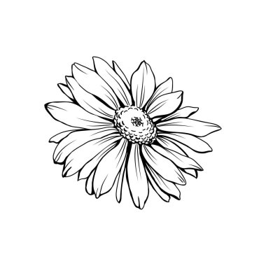 Bud el yazması vektör çizimi ile Daisy Flowers. Alman papatyası, Matricaria papatya monokrom özeti. Bal bitkisi, yabani çiçek oymacılığı. Homeopatik bitki, yaban çiçeği ve isim çizimi.