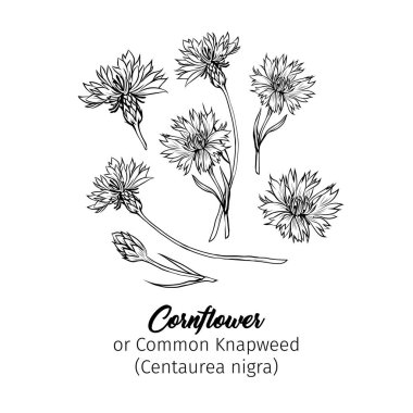 Cornflower siyah mürekkep vektör çizimleri ayarlandı. Üzerine isim kazınmış yaz bal bitkisi. Knapweed çiçeği, tomurcuklar ana hatları. Latince yazıtlı Centaurea-nigra botanik siyah-beyaz çizimi