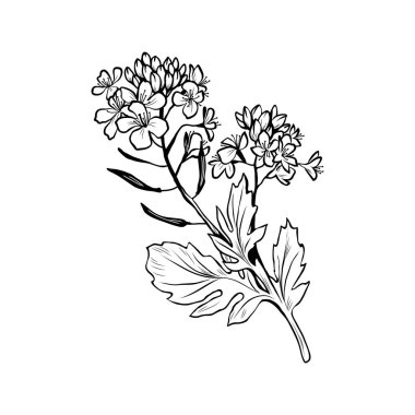 Barbarea vulgaris freehand vektör çizimi. Çiçekli yaz bal bitkisi, siyah beyaz taslak. Bittercress, sarı roket çiçekleri oymalı çizim. Poster tasarımı ögesi