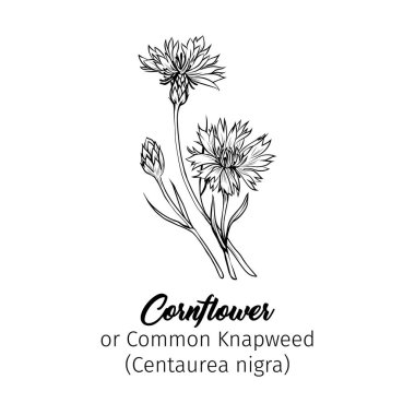 Cornflower siyah mürekkep vektör çizimi. Yaz çayırı çiçeği, üzerine isim kazınmış bal bitkisi. Knapweed 'in genel taslağı. Centaurea nigra botanik siyah beyaz çizim.