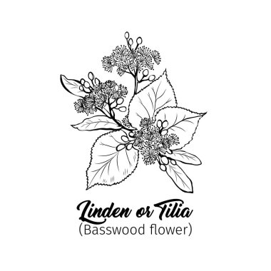 Linden çiçekleri serbest vektör çizimi. Tilia, Basswood, bal bitkisi, siyah beyaz eskiz. Aromatik sakinleştirici çay malzemesi, bitkisel ilaç. Botanik oymalı ağaç dalı. Poster tasarımı ögesi