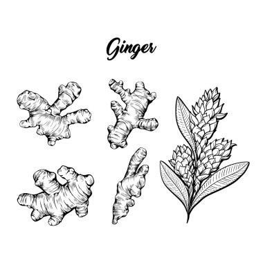 Ginger and flower blossoming plant spice set. Botanical vector illustration for posters or banner design clipart