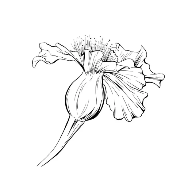 Flower Hand Drawn Vector Illustration Floral Ink Pen Outline Sketch — 스톡 벡터