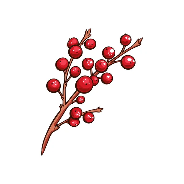 圣诞浆果冬青或紫丁香 红色的圣诞枝 红色的浆果 冬天的落叶装饰 圣诞浆果传统的分离载体符号 — 图库矢量图片