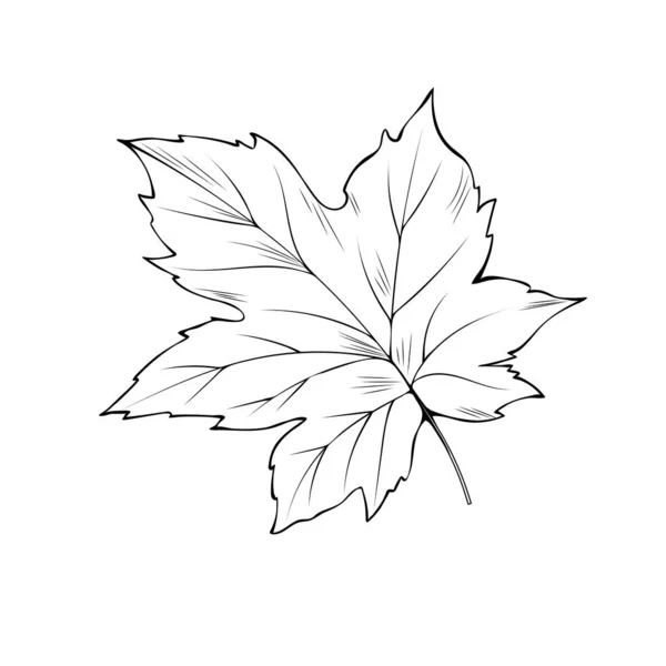 Maple tree leaf coloring book vector illustration — 스톡 벡터