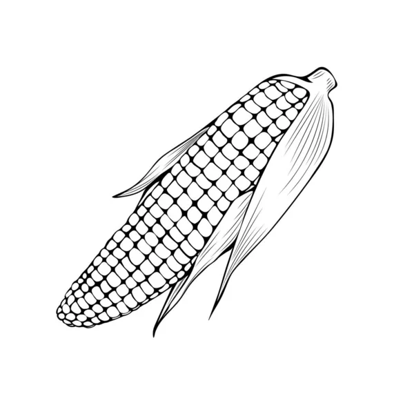 Natural corn coloring book vector illustration — 스톡 벡터