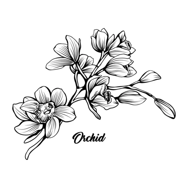 Ilustración de pluma de tinta dibujada a mano rama orquídea — Vector de stock