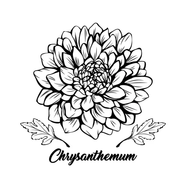 Illustration vectorielle dessinée à la main par Chrysanthème — Image vectorielle