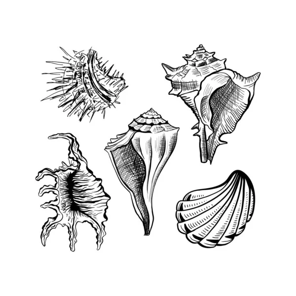 Vinkelformig Murex Seashell Handritade Vector Set Seashore Conch Mollusk Monokrom — Stock vektor