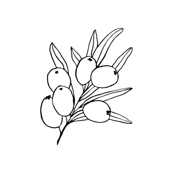 Branche Argousier Illustration Vectorielle Dessinée Main Croquis Stylo Plume Seaberry — Image vectorielle