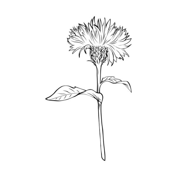 Cardo Mariano Ilustración Blanco Negro Inscripción Silybum Marianum Planta Homeopática — Vector de stock