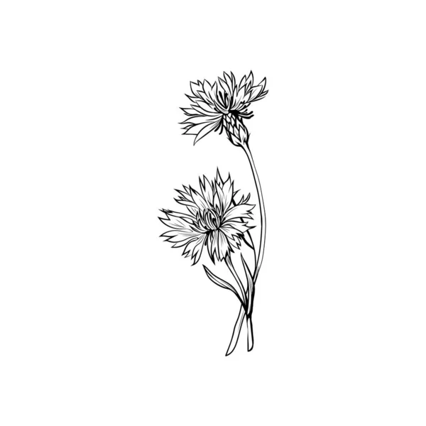 Illustration Vectorielle Encre Noire Bleuet Fleur Prairie Été Plante Miel — Image vectorielle