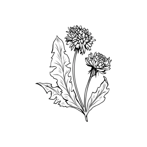 Ανθισμένη Πικραλίδα Ελεύθερη Διανυσματική Απεικόνιση Φυτό Μελιού Άνοιξη Περίγραμμα Αγριολούλουδου — Διανυσματικό Αρχείο