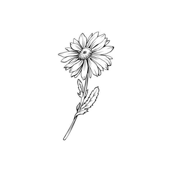 Fleur Marguerite Avec Illustration Vectorielle Main Levée Camomille Allemande Matricaria — Image vectorielle