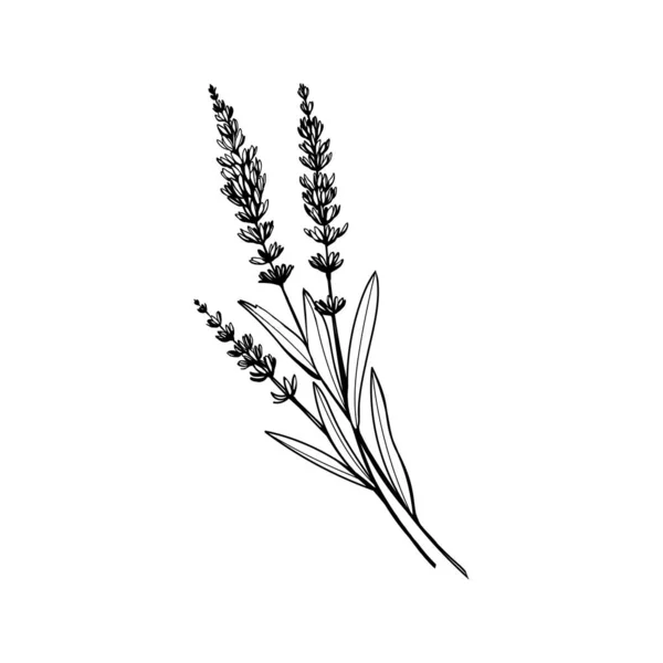 Lavanta siyah-beyaz vektör çizimi. Unvanı olan güzel kokulu Fransız kır çiçeği. Violet yaz bal bitkisinin taslağı. Çiçekli aromatik Provence yabani çiçek oymacılığı. Aromaterapi kokusu