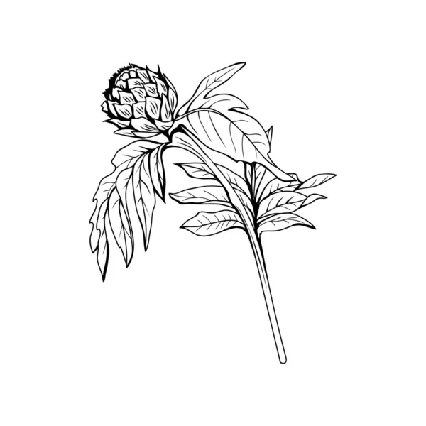 Illustration Vectorielle Silybum Marianum Noir Blanc Ingrédient Homéopathique Bourgeon Plante — Image vectorielle