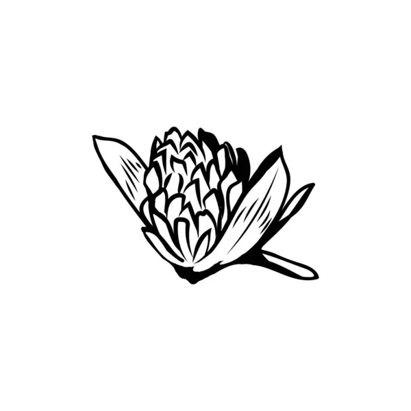 Klaverbloemen Zwart Wit Illustratie Bloeiende Honingplant Met Titel Trefoil Ierse — Stockvector