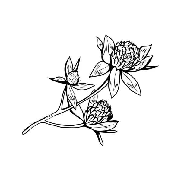 Koniczyna Kwiaty Czarno Biały Ilustracja Kwitnąca Roślina Miodu Tytułem Trefoil — Wektor stockowy