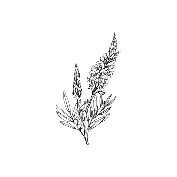 Цветок Esparcet Нарисованный Вручную Векторной Иллюстрацией Летний Медовый Завод Черно — стоковый вектор